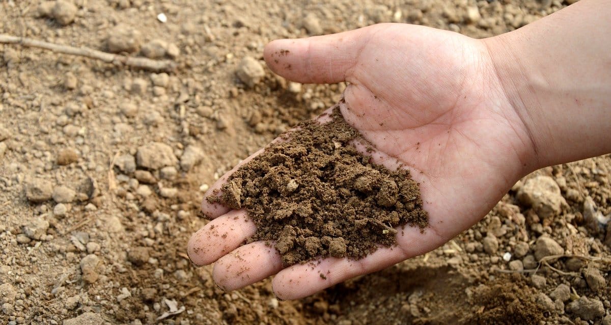 Solo com aplicação de fertilizantes organominerais