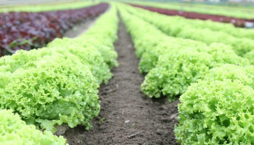 Organominerais no cultivo de alface