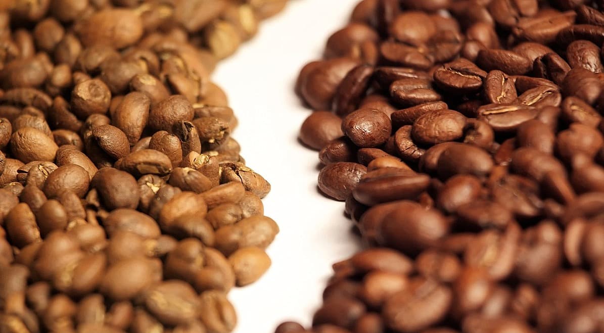 Grãos de café em processo de avaliação