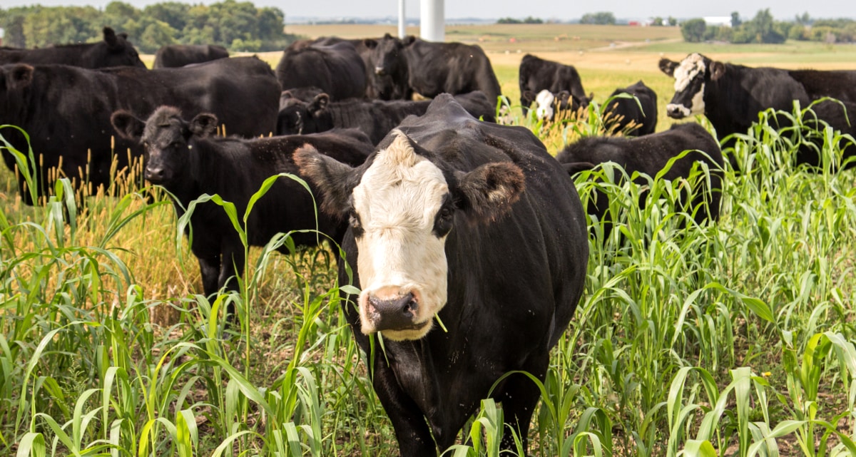 Gado se alimentando de sorgo forrageiro