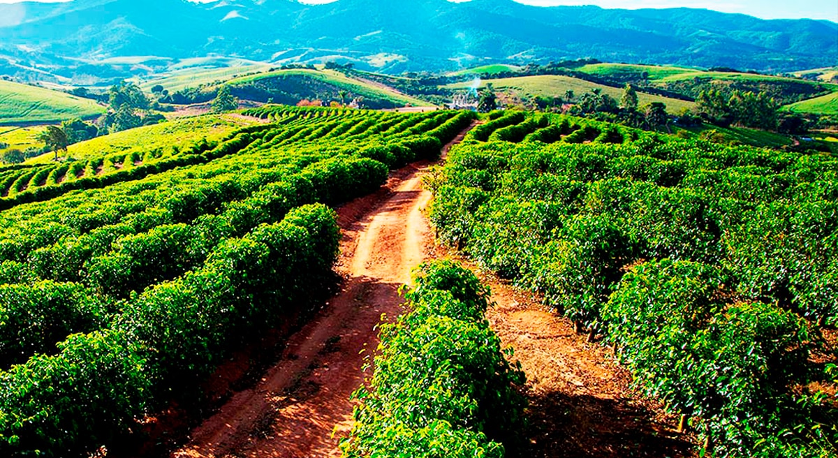 Produção de café de qualidade