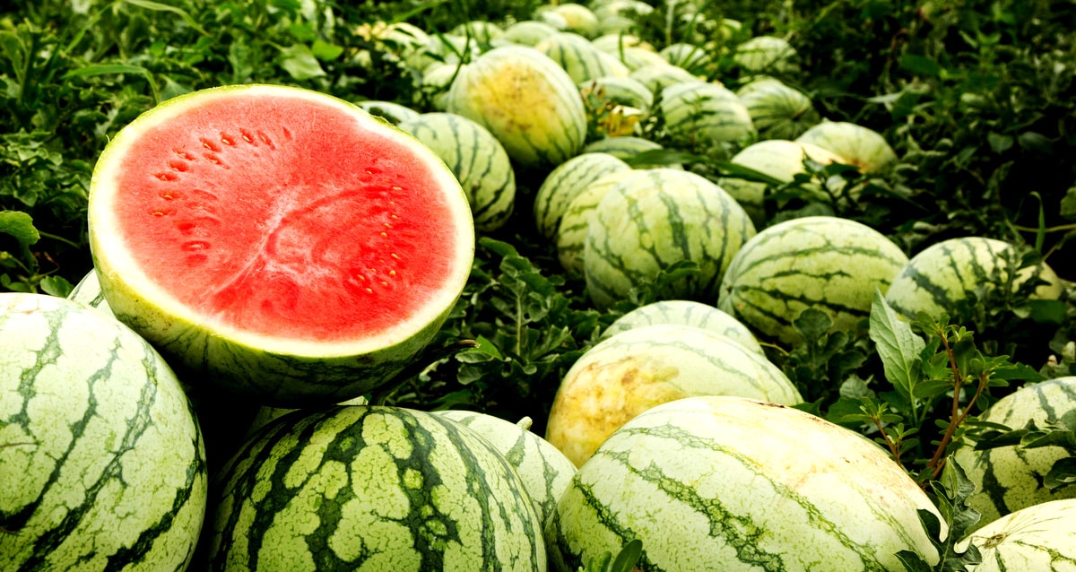 Melancia cortada ao meio entre outros frutos na lavoura