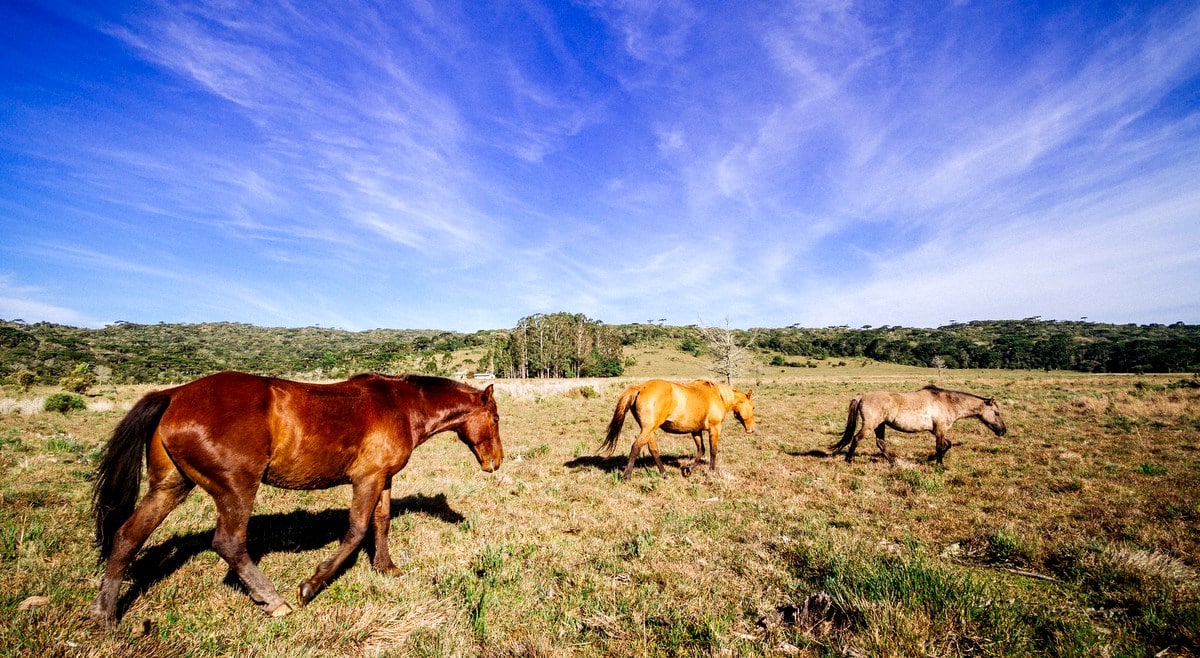 Cavalos criados no pasto