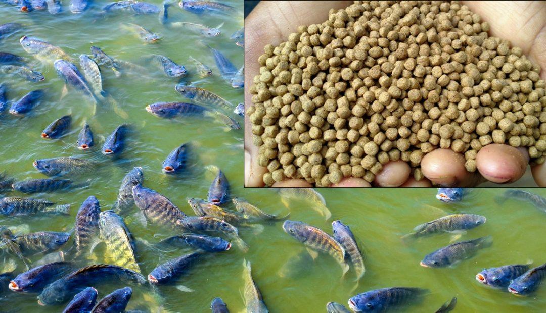 Noções básicas sobre nutrição, alimentação e rações para peixes