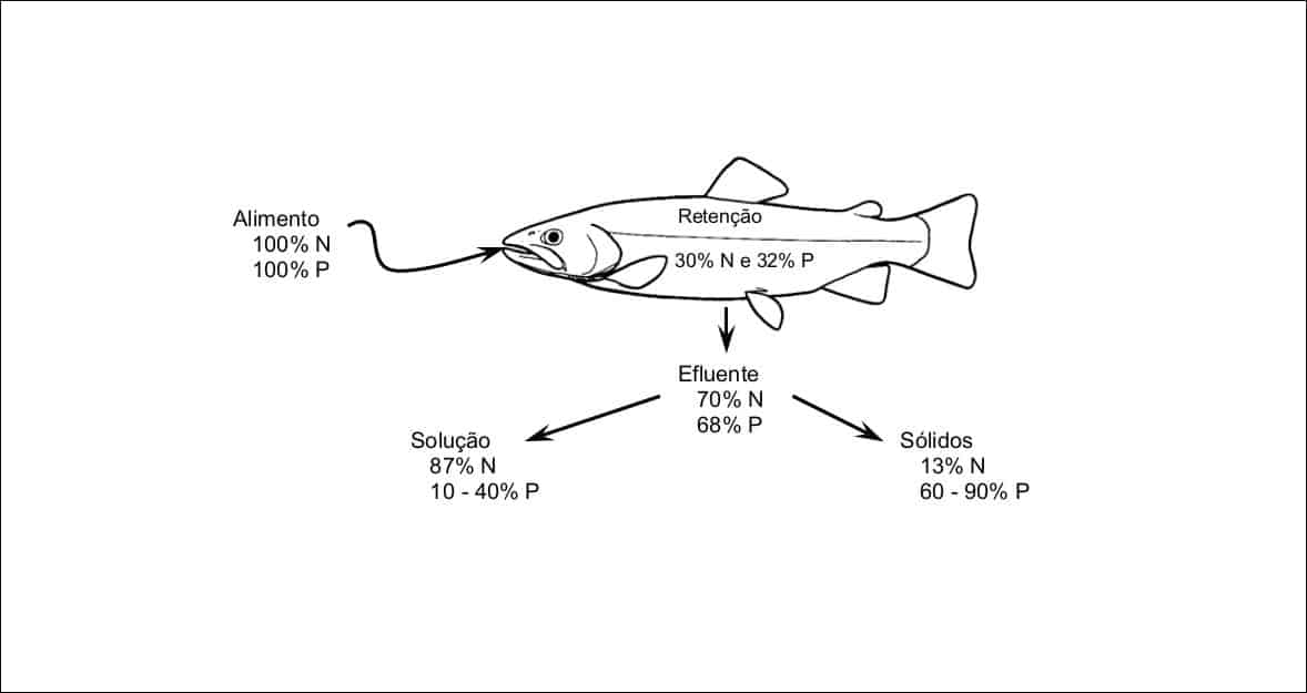 Arte mostrando detalhes da nutrição do salmão.