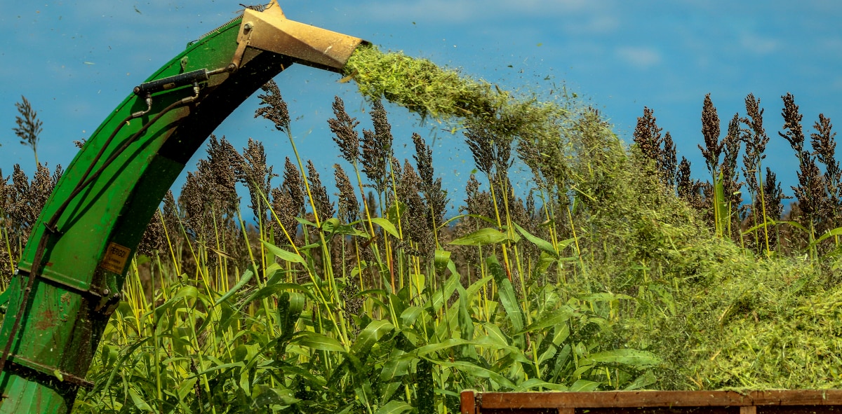 Processo de colheita de sorgo forrageiro para produção de silagem