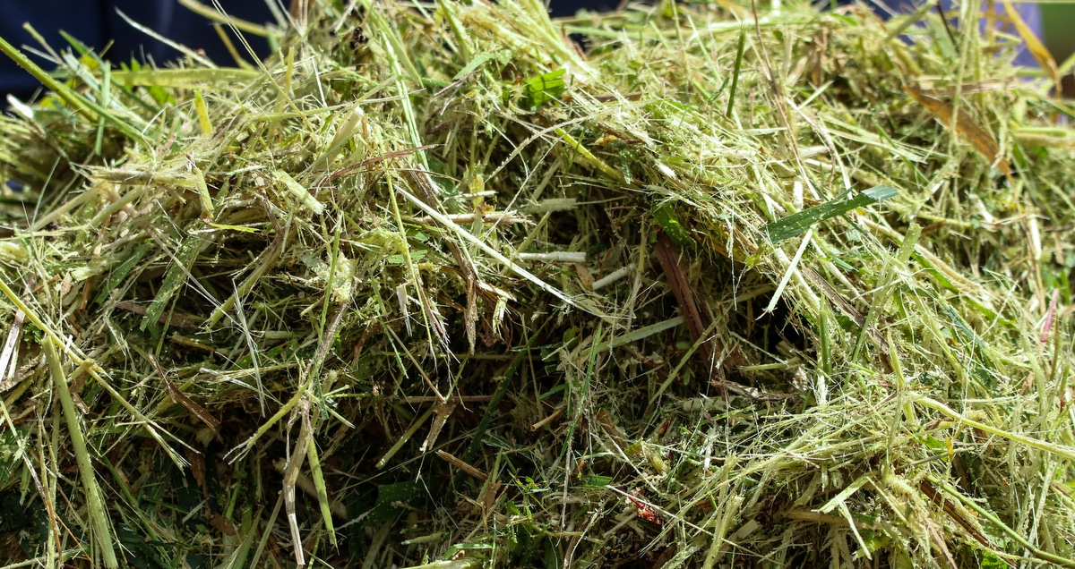 Silagem feita a partir de sorgo