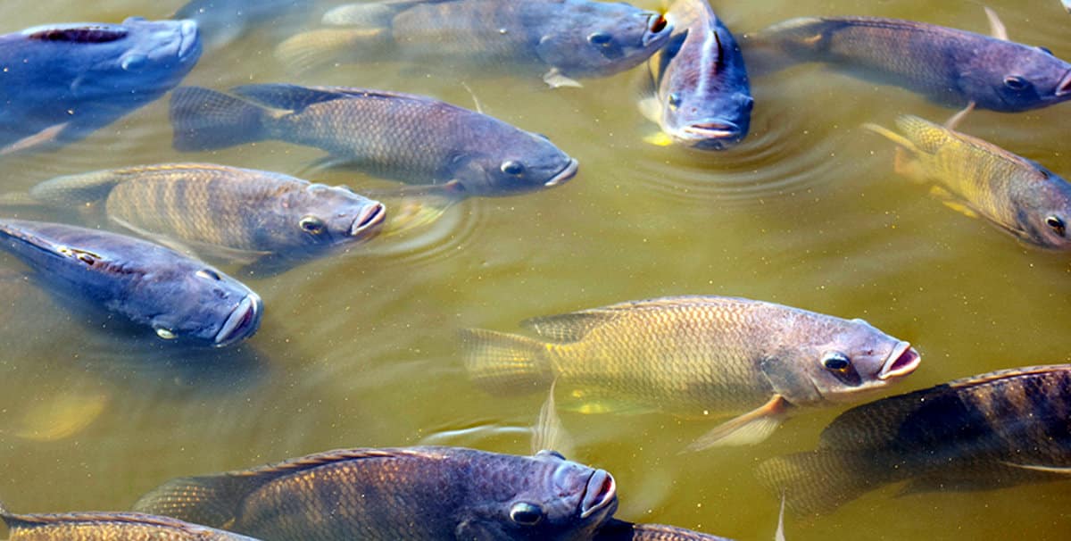 Nutrição de peixes em cativeiro