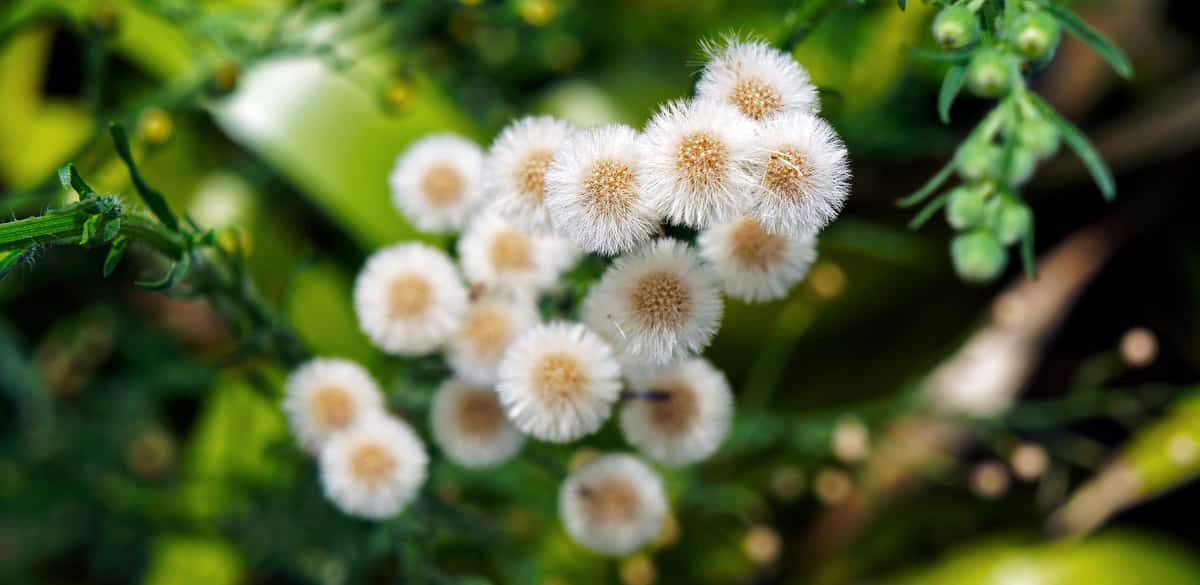 Buva espécie de plantas daninhas