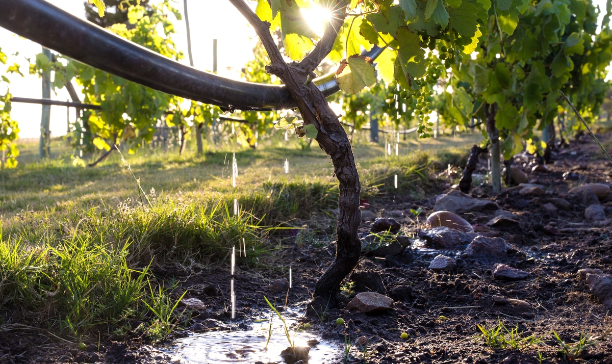 Sistemas de irrigação e produtividade