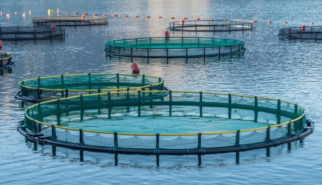 Aditivos Funcionais: O que são e potencial utilização em Aquicultura