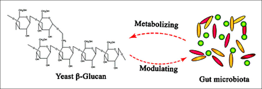 Beta-glucano no trato gastritestinal