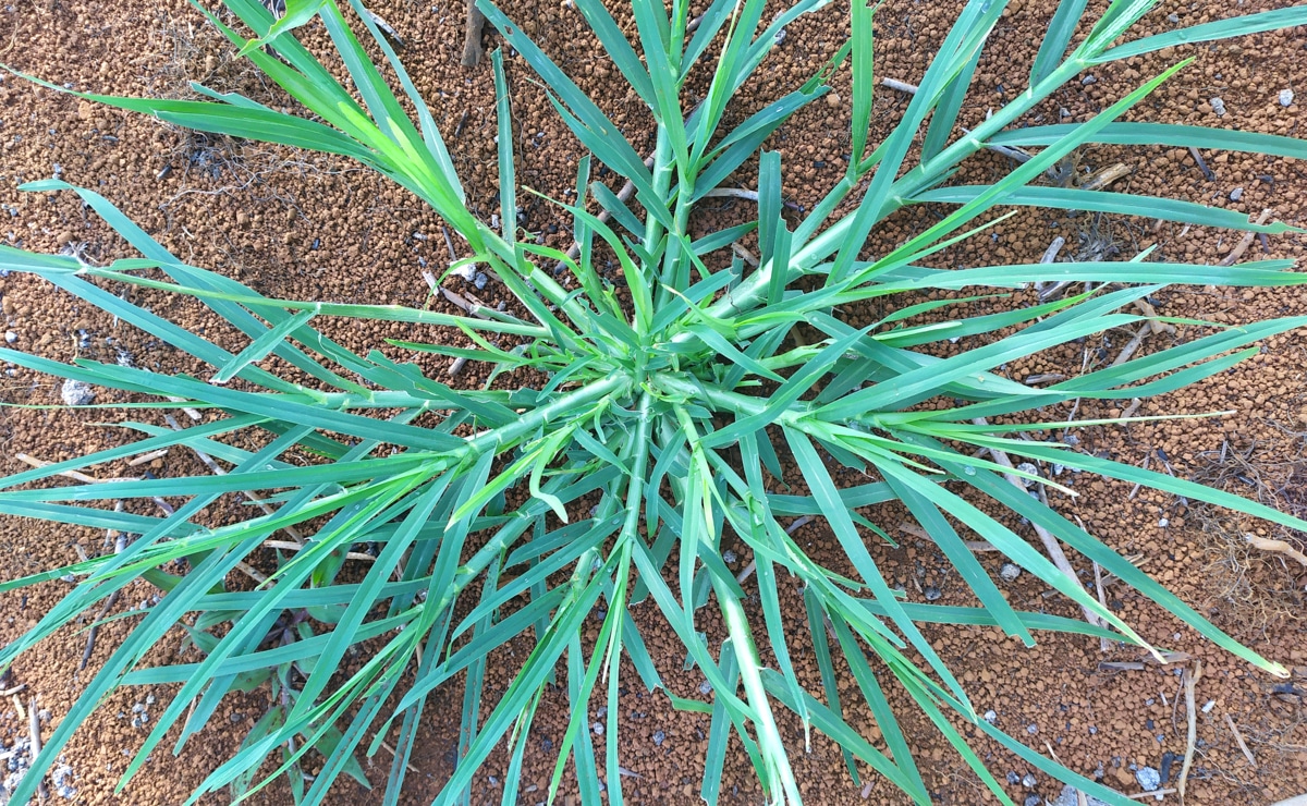 Capim-pé-de-galinha na terra