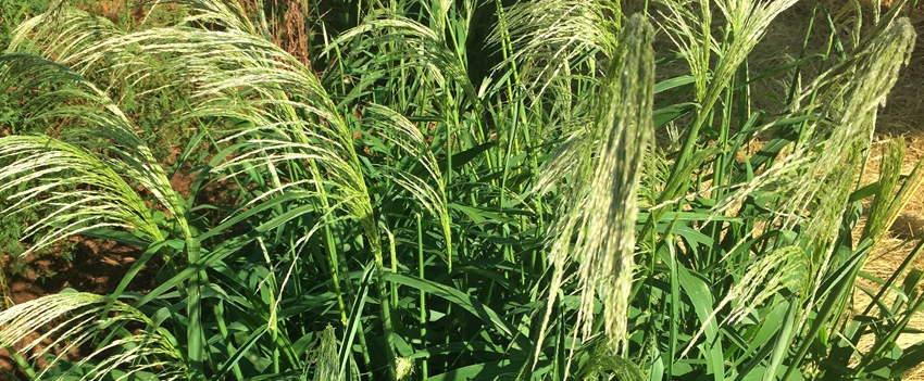 Capim-amargoso no meio de lavouras prejudicadas por plantas daninhas
