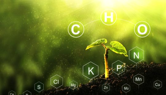 O que faz uma planta crescer sadia