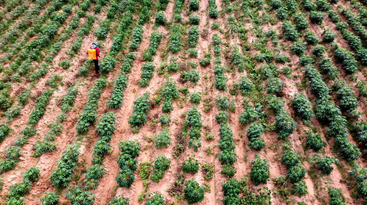 Uso de drones no monitoramento das daninhas