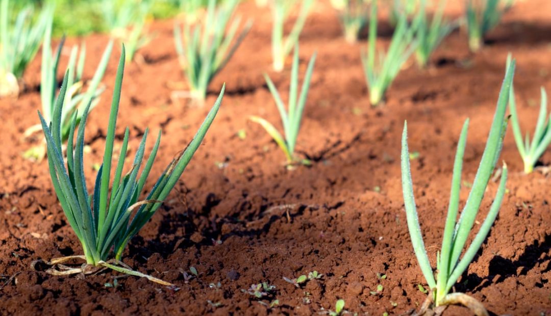 Cebolinha: confira como plantar até em casa