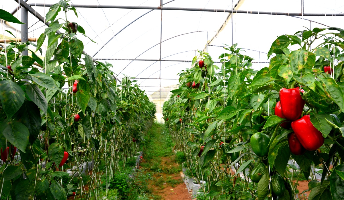 Cultivo do pé de pimentão em estufa