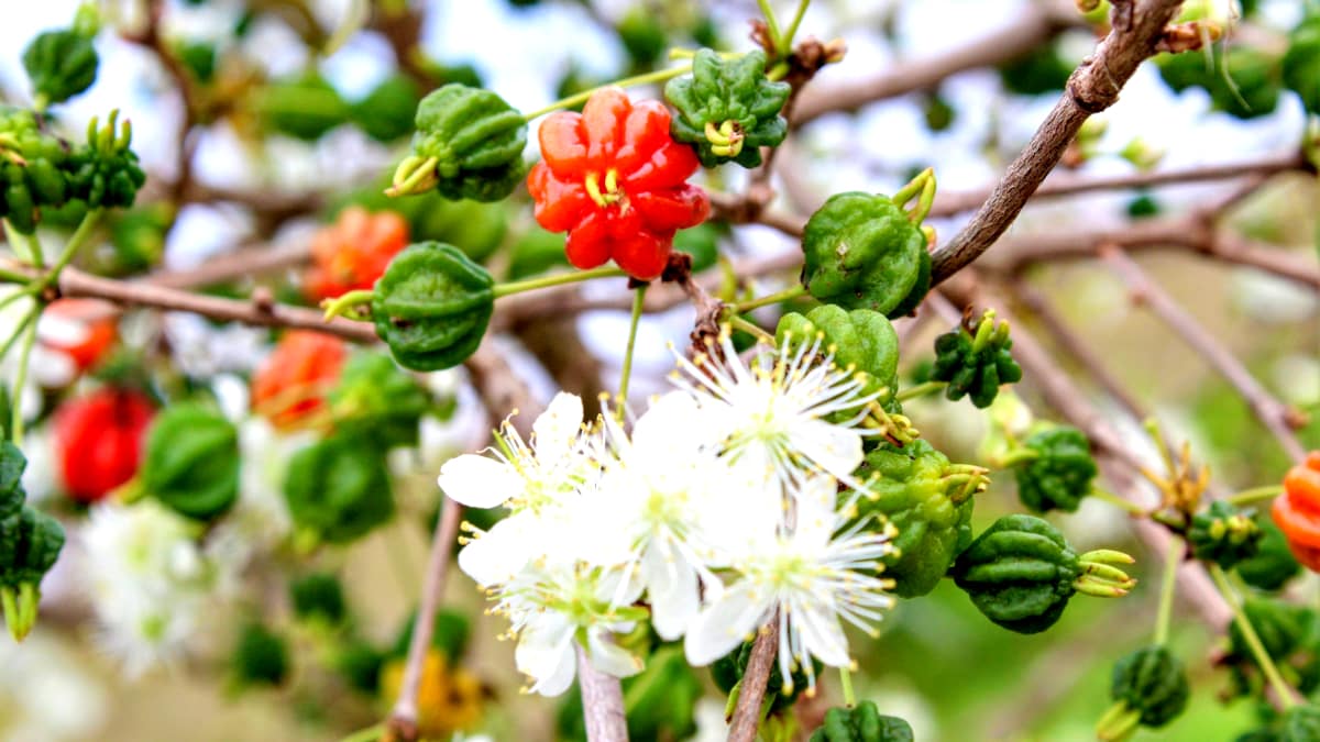 Flor da pitanga no pé