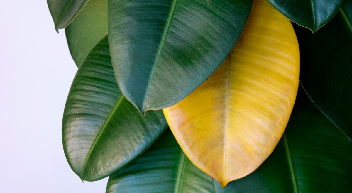 Planta com folha amarelada. Alerta que não está sadia