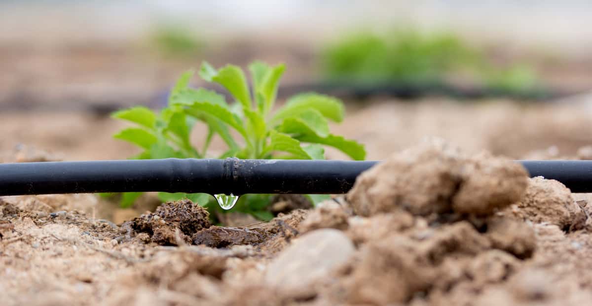 Irrigação por gotejamento em mudas