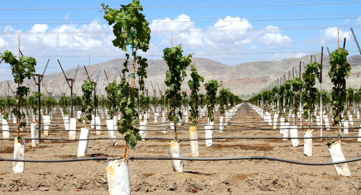 Plantio com sistema de irrigação por gotejamento