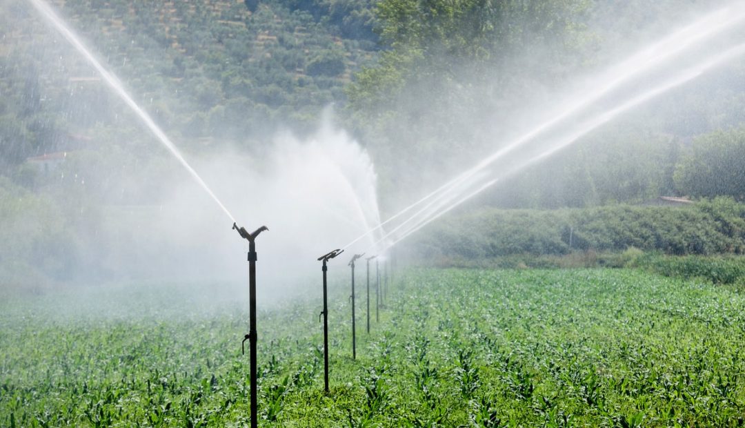 Irrigação e segurança alimentar: qual o papel da eficiência?
