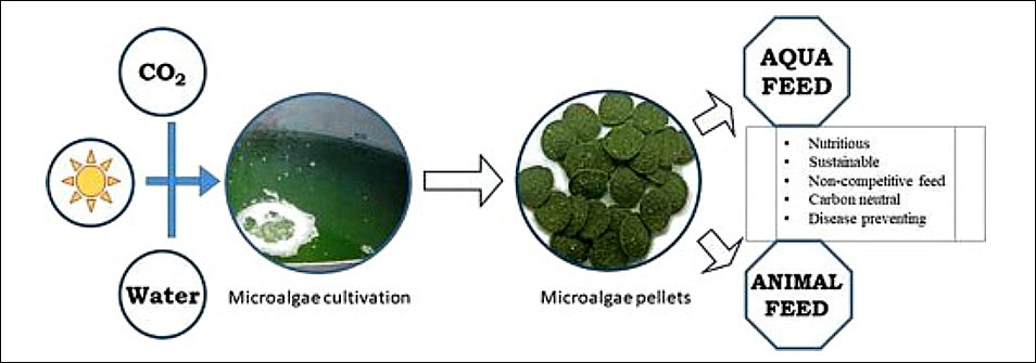 Aditivos Funcionais: microalgas alimento em rações