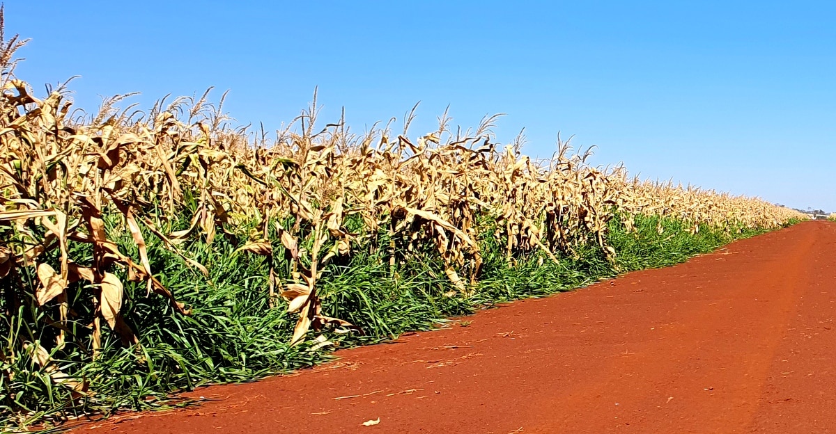 Braquiária plantada em lavoura de milho