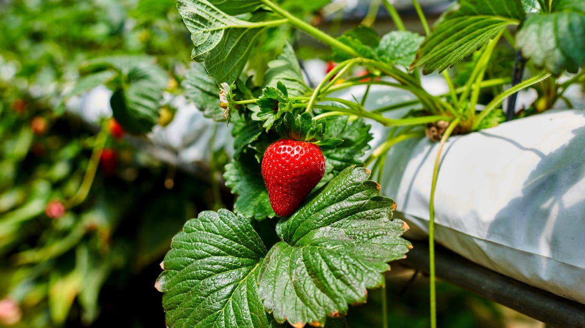 Cultivo de morango em sistema de hidroponia
