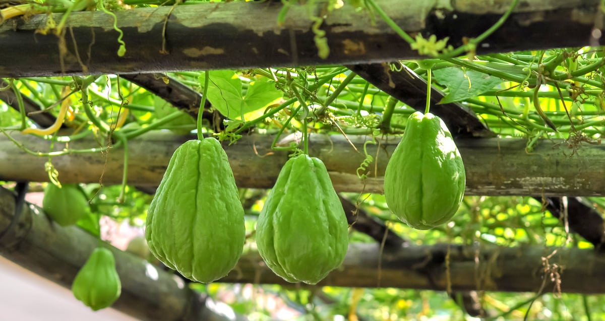 Parreira de chuchu com frutos