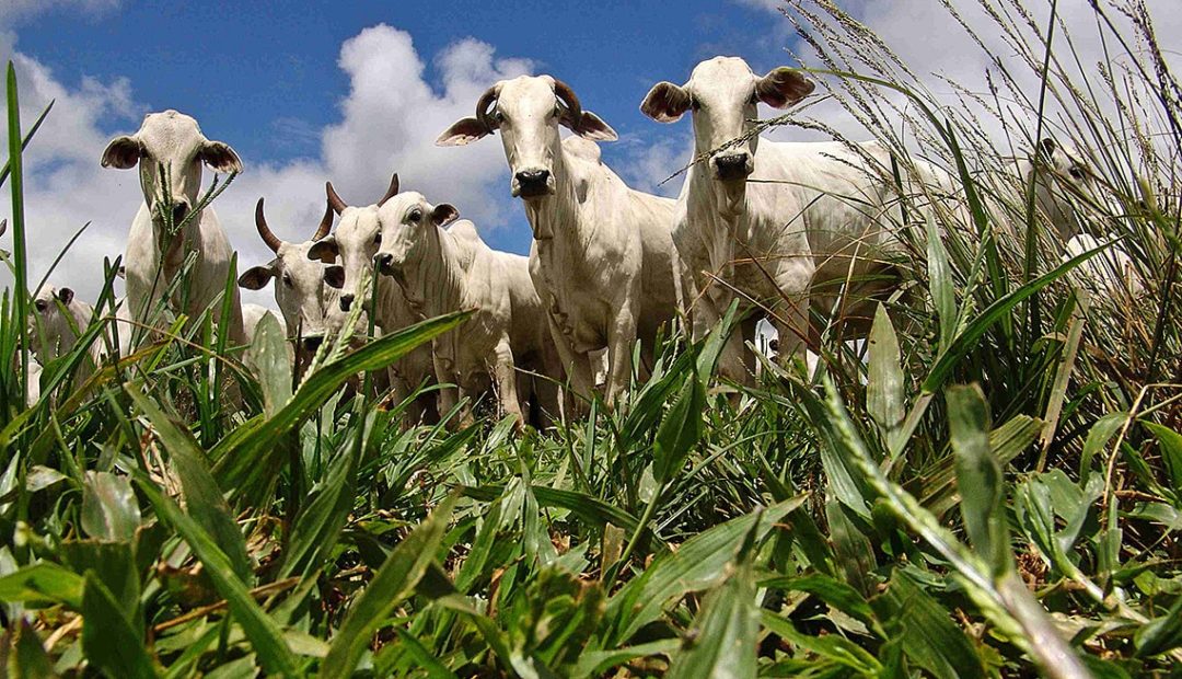 Brachiaria: descubra os benefícios do seu cultivo