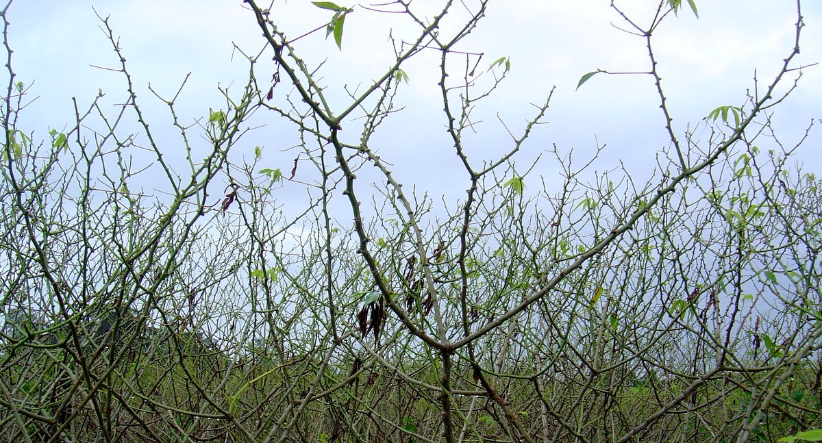 Plantio de mandioca atacada pelas lagartas