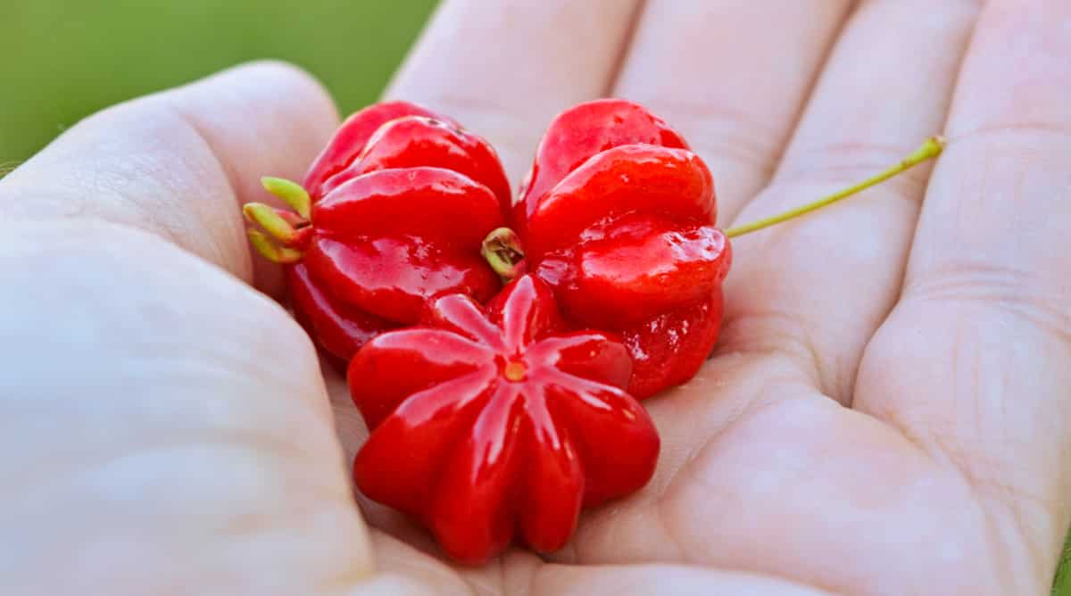 Frutas de pitanga em sua coloração vermelha