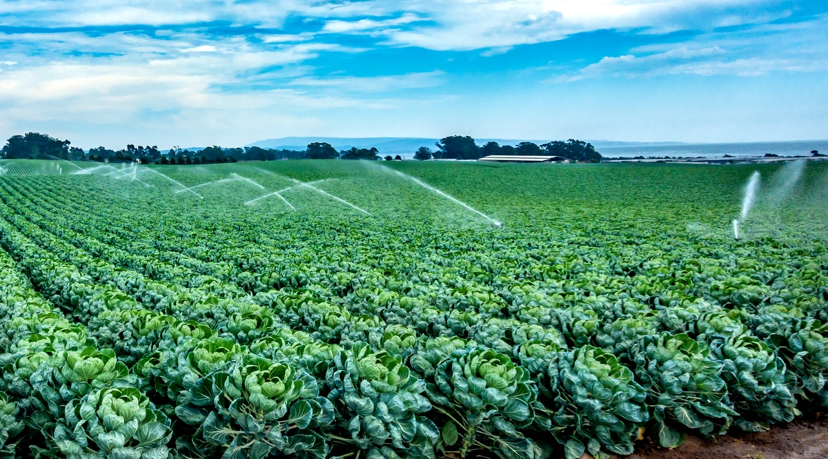 Alimentos produzidos em lavoura com irrigação