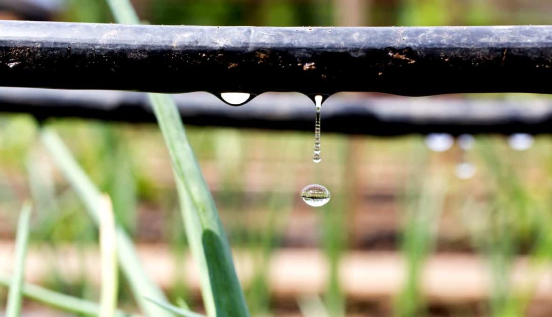 Irrigação por gotejamento: como funciona o sistema