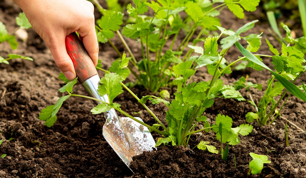 Preparo do solo para cultivo