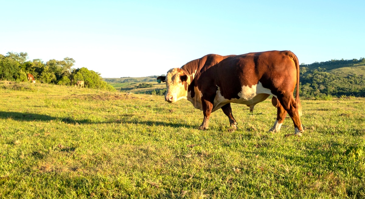 Bovino de alta genética no pasto