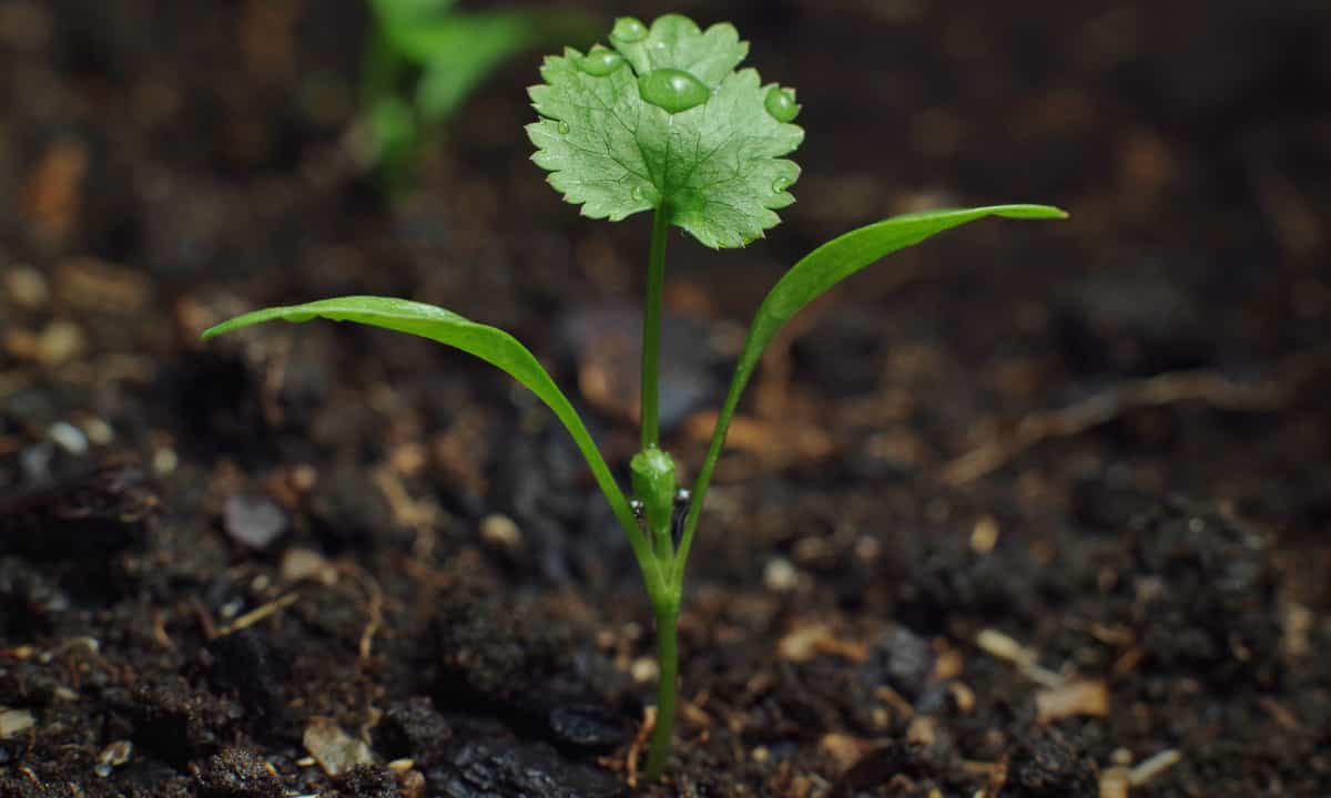 Irrigação de hortaliças cuidados