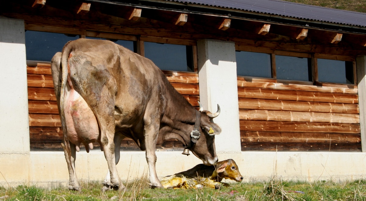 Vaca logo após o parto do bezerro