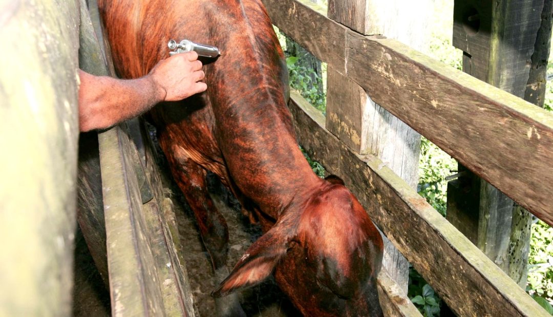 Aftosa: uma febre intermitente