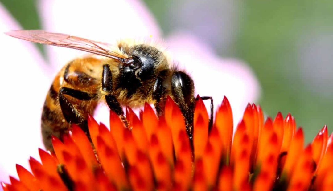 Alimentação energética para abelhas no inverno