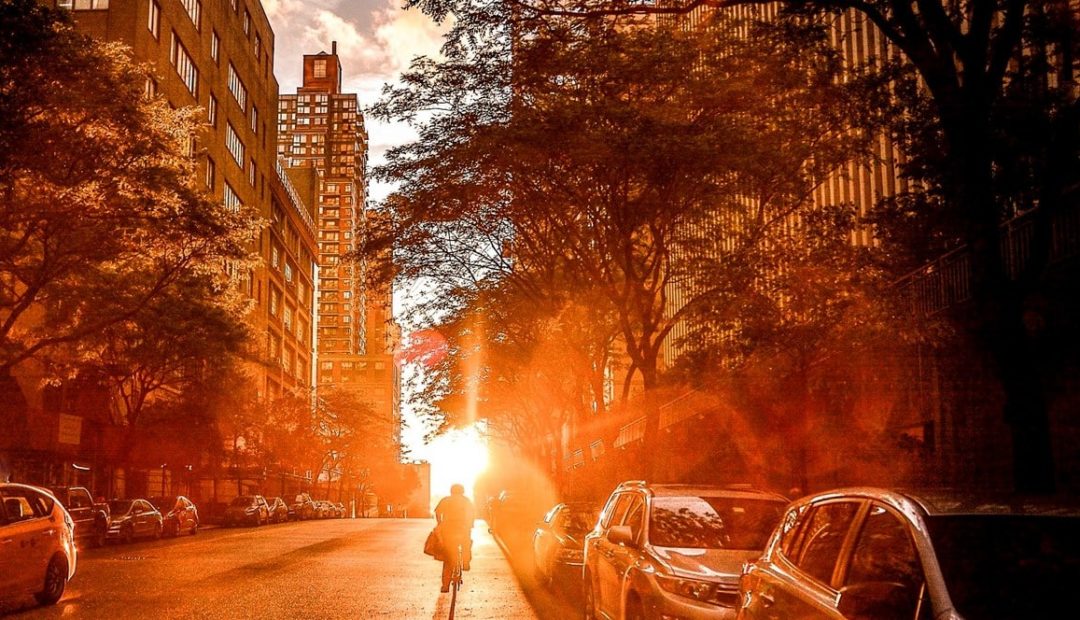 Arborização urbana e paisagismo: veja como funcionam