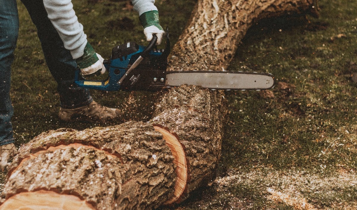 Cortes de árvore prejudicando a arborização urbana