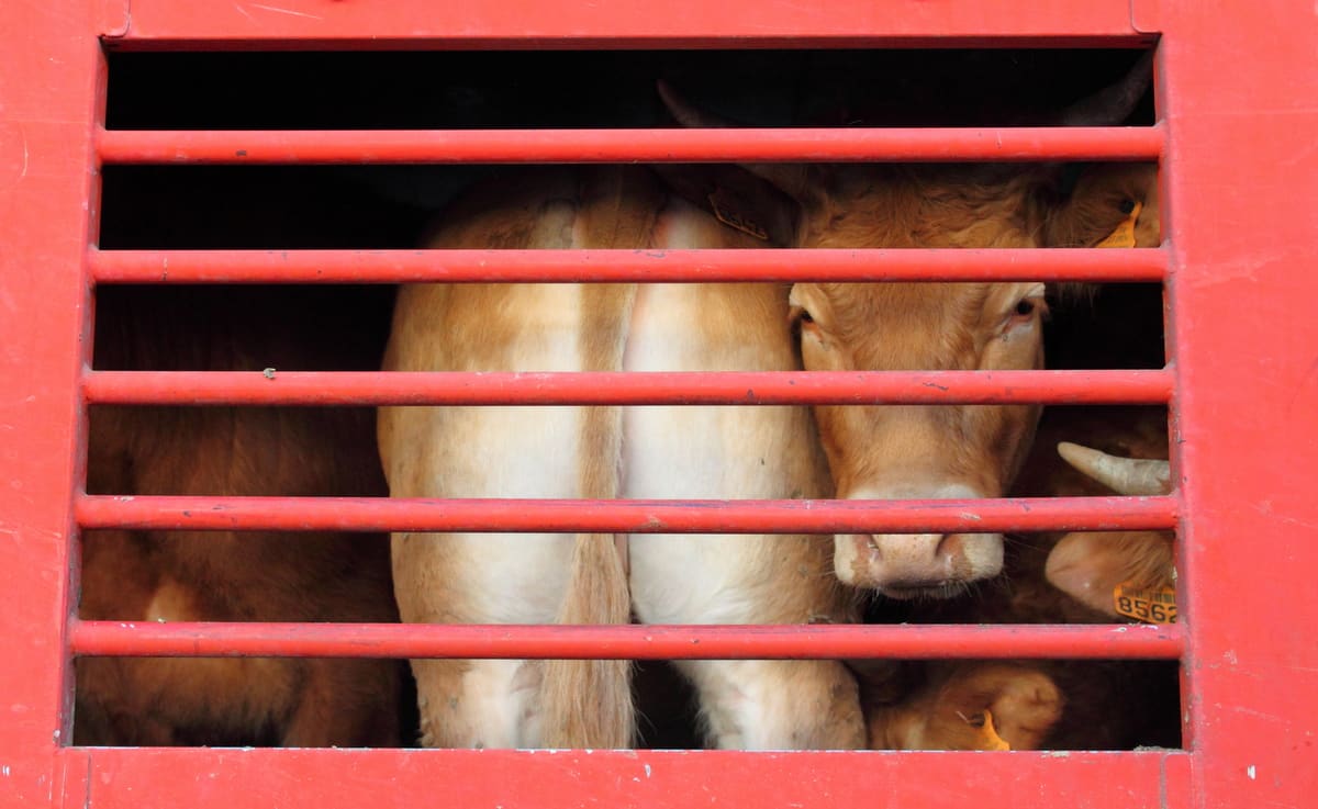 Transporte de animais cuidados