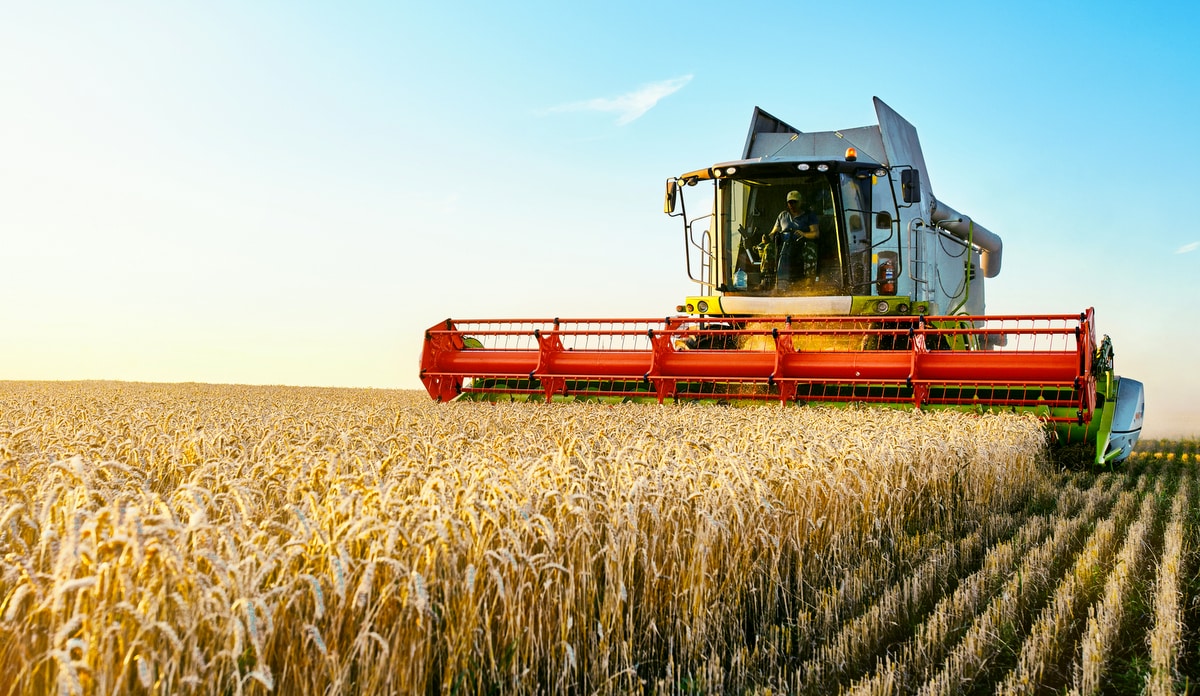 Colheita de trigo produzida no período de safra