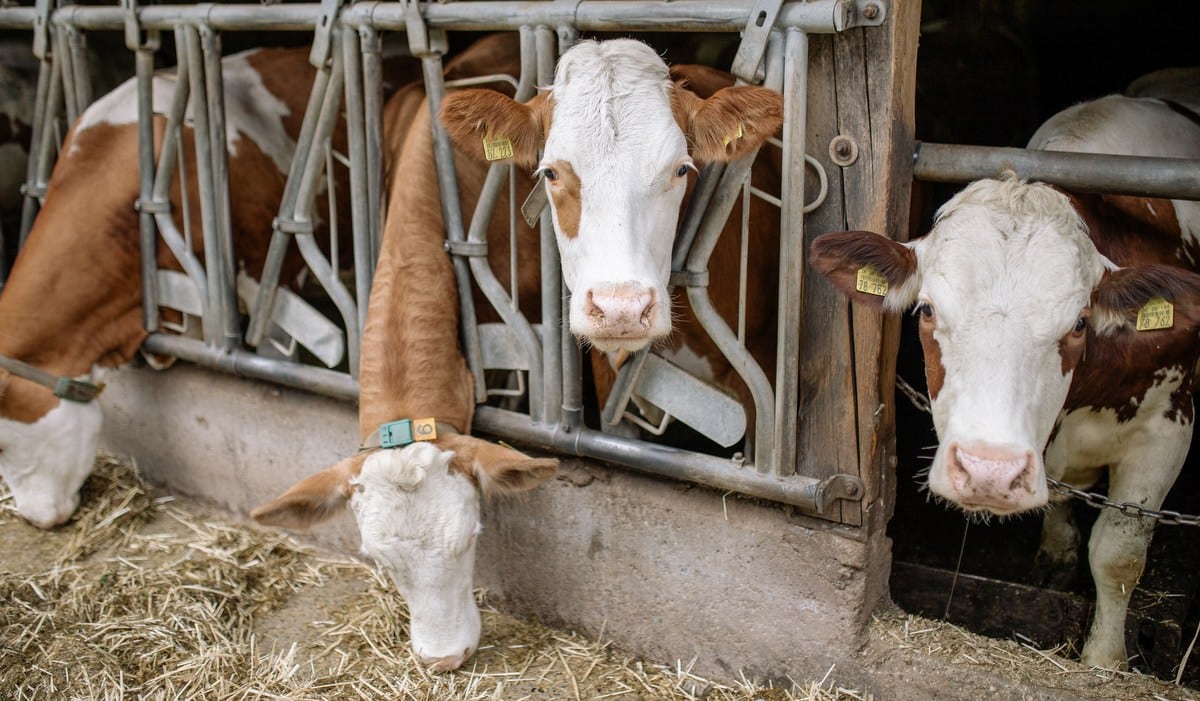 Bezerros de corte alimentados em sistema de confinamento