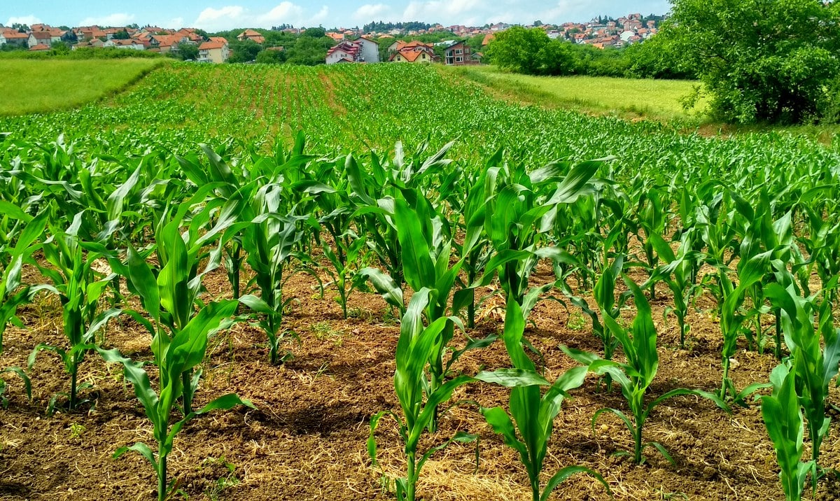Lavoura produtiva devido a fertilidade do solo