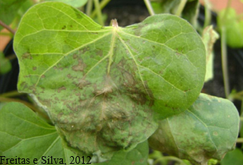 Plantas daninhas manejo sintomas