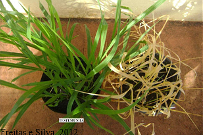 Fitointoxicação em Urochloa decumbens